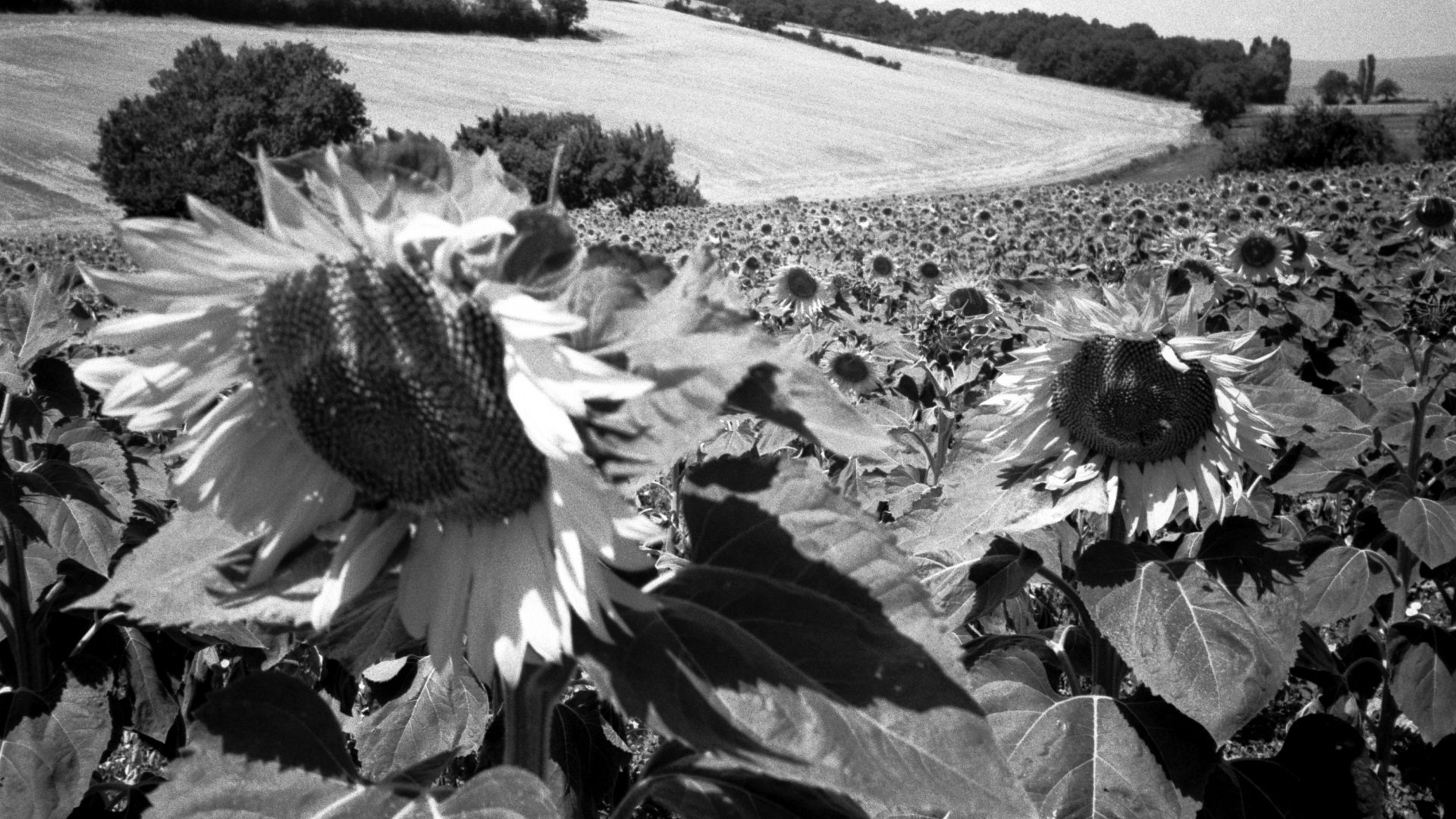 Sunflower #1
